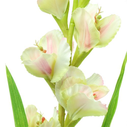 Floristik24 Gladiolo bianco 93 cm