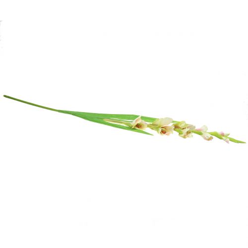 Floristik24 Gladiolo bianco 93 cm