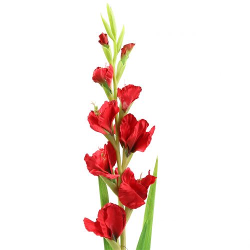 Floristik24 Gladiolo Rosso 93 cm