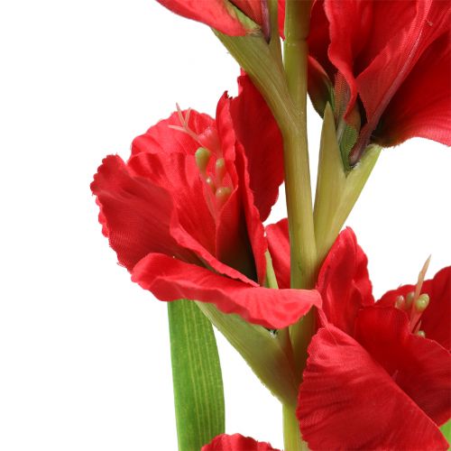 Floristik24 Gladiolo Rosso 93 cm