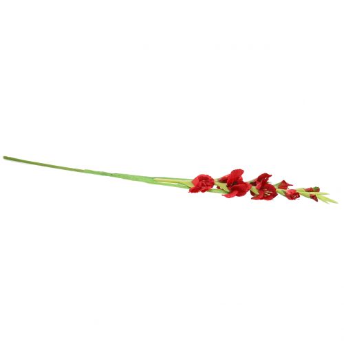 Floristik24 Gladiolo Rosso 93 cm