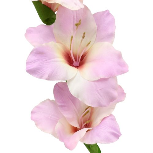 Floristik24 Gladiolo crema-viola 86 cm