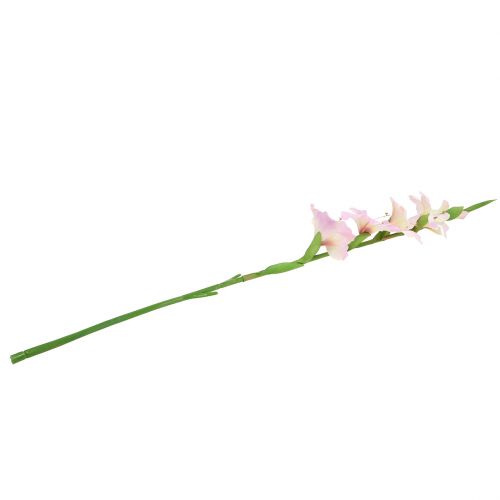Floristik24 Gladiolo crema-viola 86 cm