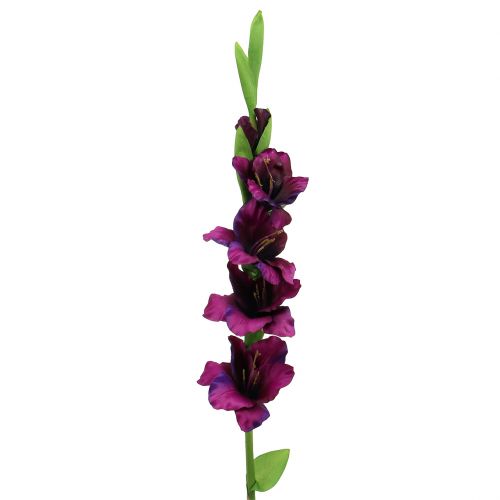 Floristik24 Gladiolo viola scuro 86 cm
