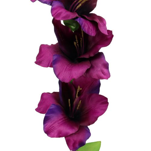 Floristik24 Gladiolo viola scuro 86 cm