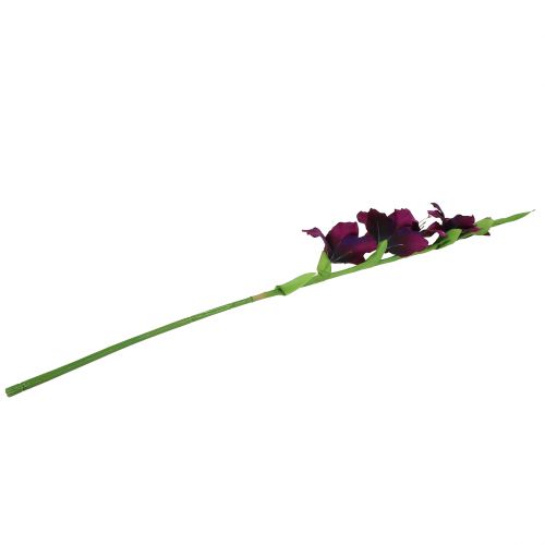 Floristik24 Gladiolo viola scuro 86 cm