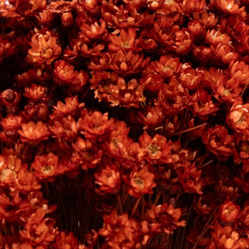 Prodotto Bouquet di fiori secchi, un'aggiunta affascinante a vasi o composizioni, 44 cm