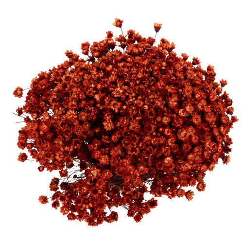 Prodotto Bouquet di fiori secchi, un'aggiunta affascinante a vasi o composizioni, 44 cm