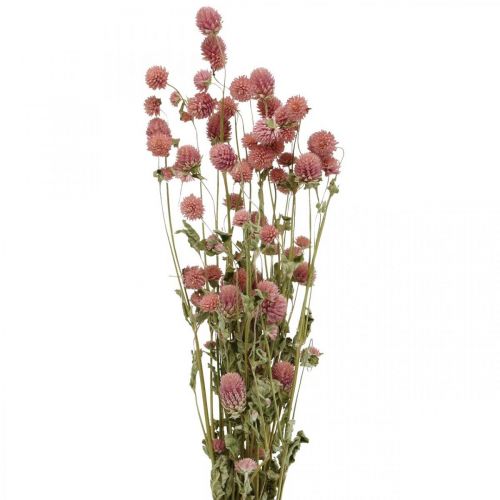 Floristik24 Palla Amaranto, Gomphrena Globosa, Fiore Estivo, Fiore Secco Rosa L49cm 50g