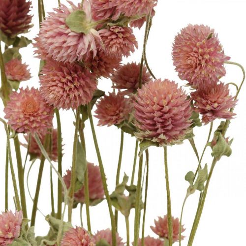 Floristik24 Palla Amaranto, Gomphrena Globosa, Fiore Estivo, Fiore Secco Rosa L49cm 50g