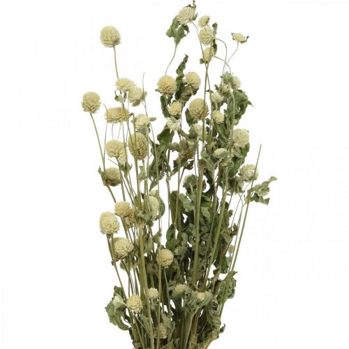 Fiore essiccato, Globe Amaranth, Gomphrena Globosa White L49cm 45g