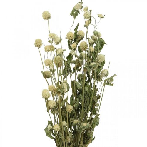 Floristik24 Fiore essiccato, Globe Amaranth, Gomphrena Globosa White L49cm 45g