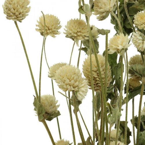 Floristik24 Fiore essiccato, Globe Amaranth, Gomphrena Globosa White L49cm 45g