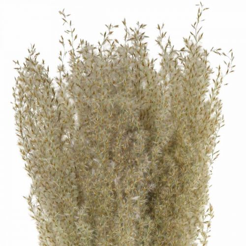 Floristik24 Erba ornamentale in erba secca per decorazione floristica secca natura H55cm