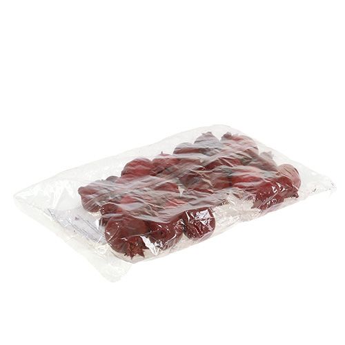 Floristik24 Melograni 250g