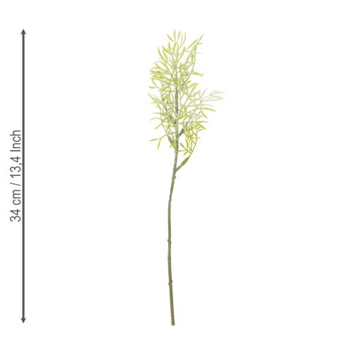 Prodotto Ramo ornamentale di asparagi, aggiunta naturale ai bouquet di fiori, 34 cm, 7 pezzi