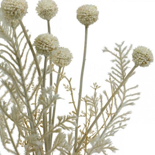 Prodotto Erbe secche erba di pampa artificiale allium crema, beige H60cm