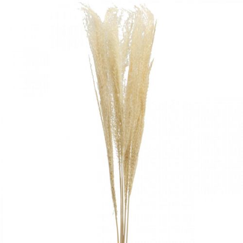 Floristik24 Erba decorativa secca erba ornamentale naturale decorazione secca 6 steli
