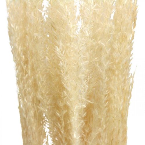 Floristik24 Erba decorativa secca erba ornamentale naturale decorazione secca 6 steli