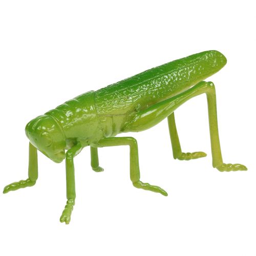 Floristik24 Cavalletta verde 11 cm 1 pezzo