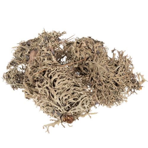 Muschio decorativo, muschio grigio per lavori artigianali, 500 g acquistare | Floristik24.it