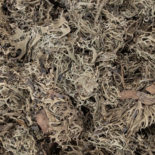 Muschio decorativo, muschio grigio per lavori artigianali, 500 g | Floristik24.it
