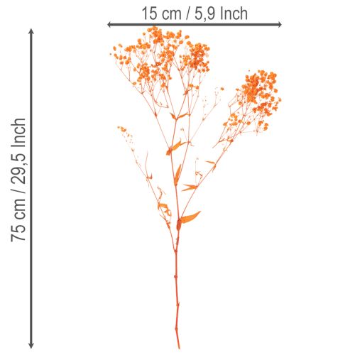 Bouquet di fiori secchi di Gypsophila (velo da sposa), 75 cm, 100 g | Floristik24.it