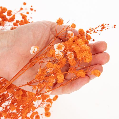 Bouquet di fiori secchi di Gypsophila (velo da sposa), 75 cm, 100 g | Floristik24.it