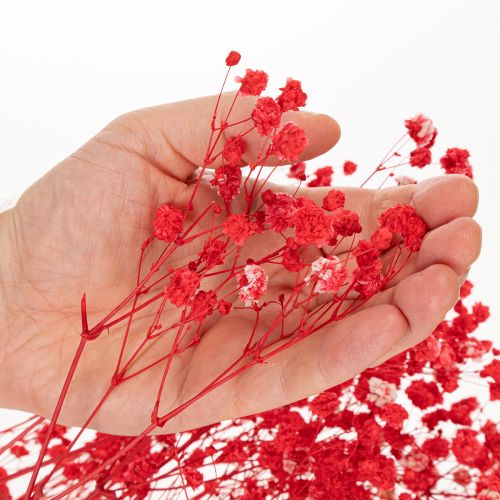 Mazzetto di Gypsophila essiccata, 75 cm, 100 g | Floristik24.it