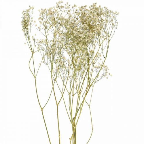 Floristik24 Gypsophila essiccata, floristica secca, Gypsophila White L64cm 20g