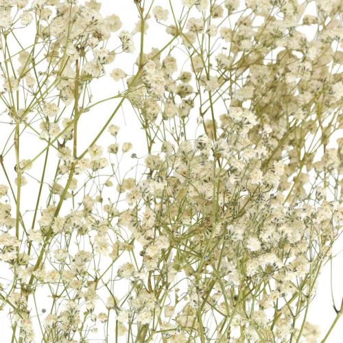 Prodotto Gypsophila essiccata, floristica secca, Gypsophila White L64cm 20g