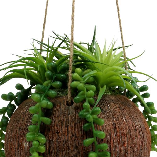 Floristik24 Piante pendenti Piante grasse in vaso L60cm Ø16cm
