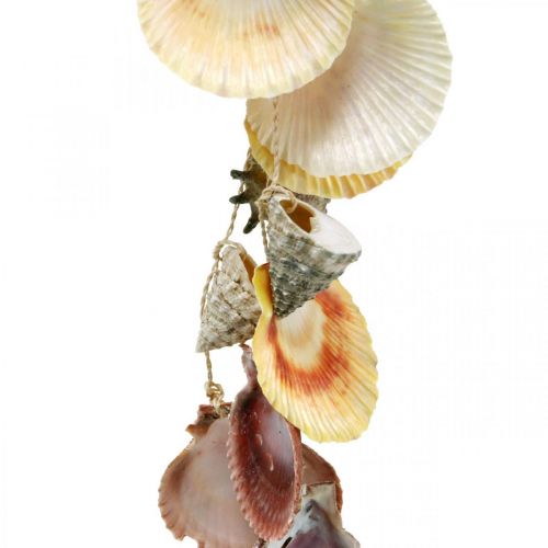 Floristik24 Ciotola di cocco con conchiglie, ciotola per piante naturali, cocco come cesto sospeso Ø13,5/11,5 cm, set di 2