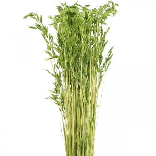 Floristik24 Avena secca grana verde decorazione rustica secca 70 cm pacco da 100 g