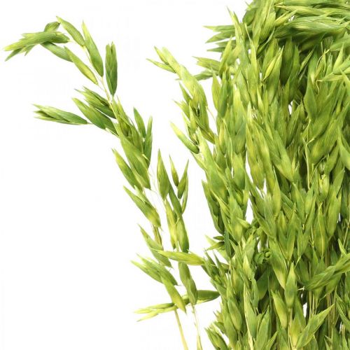 Floristik24 Avena secca grana verde decorazione rustica secca 70 cm pacco da 100 g
