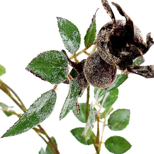 Floristik24 Ramo di rosa canina L92cm con neve