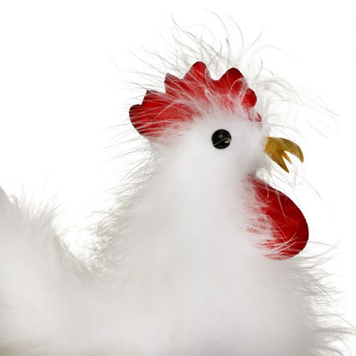 Floristik24 Gallina gallo con piume bianche 17cm, 21cm 2pz