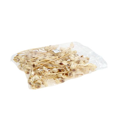 Prodotto Hakea media 5-9 teste per ramo sbiancate 25 pz