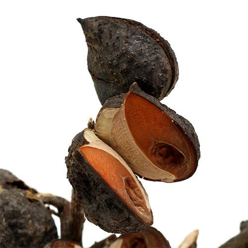 Prodotto Hakea media naturale 5-9 teste per ramo 20 pz