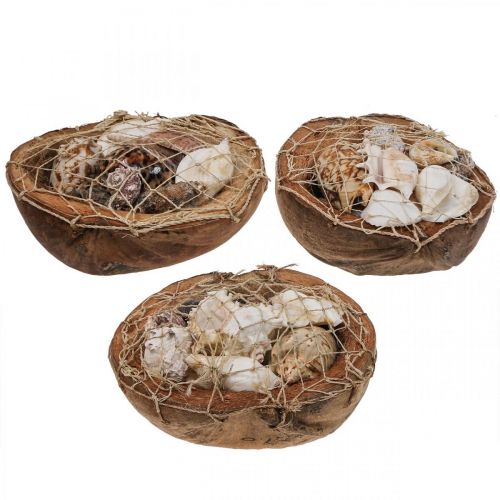 Mezza conchiglia di cocco conchiglie decorative conchiglie  di lumaca 18–19 cm 3 pezzi-54949-017