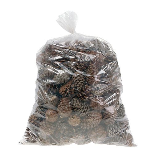 Prodotto Coni Halepensis naturali 5kg
