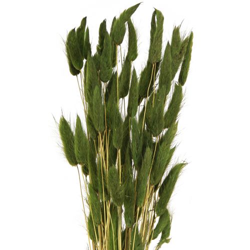 Prodotto Erba Coda di Lepre Lagurus Verde Secca 50-60 cm 50 g