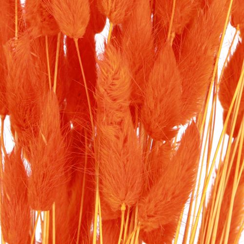 Prodotto Erba Coda di Coniglio Lagurus Arancia Secca 50-60 cm 50 g