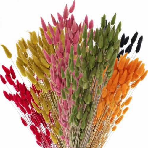 Floristik24 Coda di Coniglio Erba Lagurus Essiccata Colorata 60cm 50g