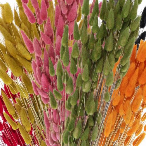 Prodotto Erba Coda di Lepre Lagurus Essiccata Colorata 60cm 50g