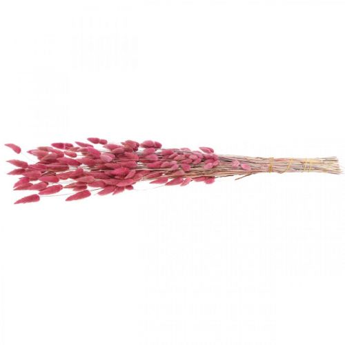 Prodotto Coda di Coniglio Erba Lagurus Essiccato Rosa Antico 60cm 50g