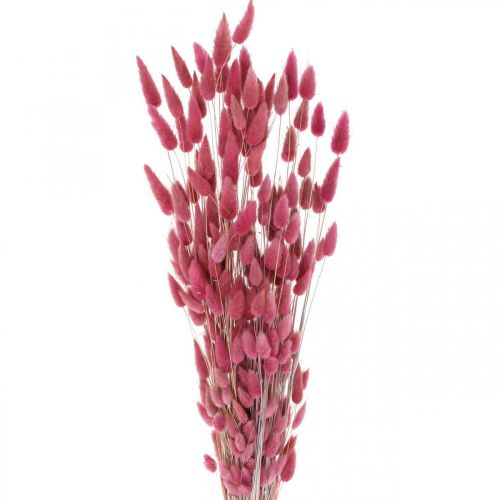 Coniglio coda di erba Lagurus essiccato rosa antico 60 cm 50 g