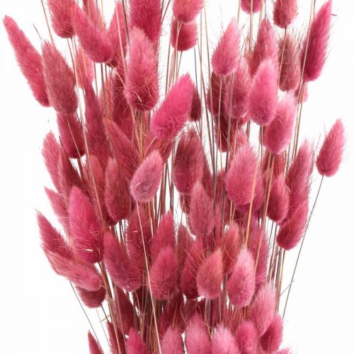 Prodotto Coda di Coniglio Erba Lagurus Essiccato Rosa Antico 60cm 50g