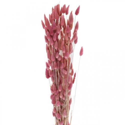 Floristik24 Coda di Coniglio Erba Lagurus Essiccato Rosa Chiaro 60cm 50g