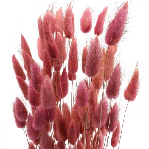 Prodotto Coda di Coniglio Erba Lagurus Essiccato Rosa Chiaro 60cm 50g